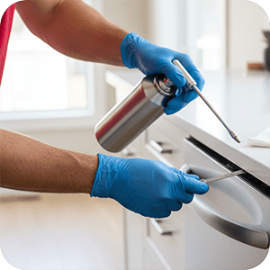 لبيت خالي من الحشرات